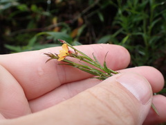 Hypericum thesiifolium