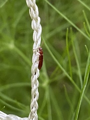 Osoriinae