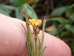 Hypericum thesiifolium