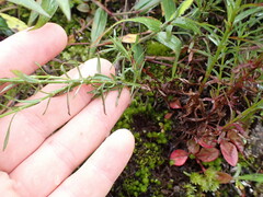 Hypericum thesiifolium
