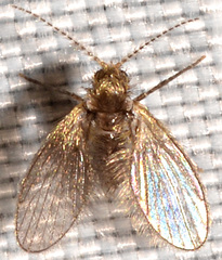 Trichomyia
