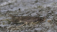 Bryotropha similis