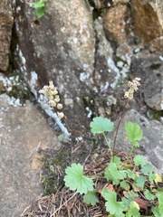 Heuchera hallii