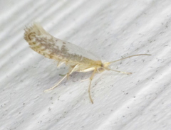 Argyresthia subreticulata