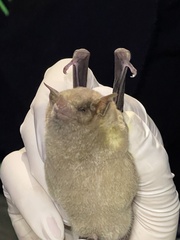 Leptonycteris nivalis