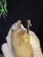 Leptonycteris nivalis