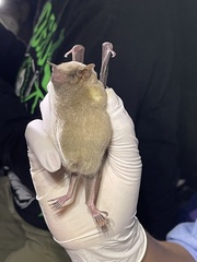 Leptonycteris nivalis