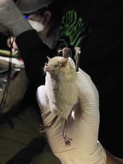 Leptonycteris nivalis