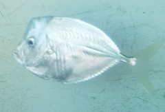 Selene setapinnis