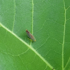 Graphocephala coccinea