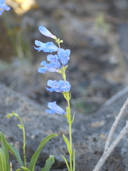 Penstemon cyaneus