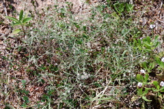 Erigeron divaricatus