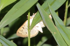 Polygrammodes flavidalis