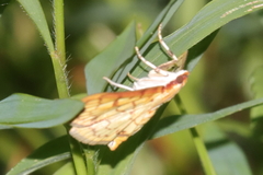 Polygrammodes flavidalis
