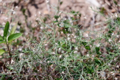 Erigeron divaricatus