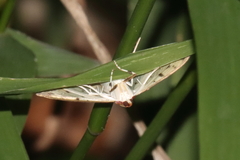 Polygrammodes flavidalis