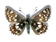 Muschampia cribrellum