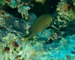 Pycnochromis atripes