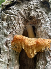 Pleurotus levis