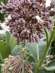 Asclepias syriaca