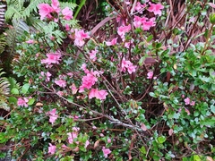 Rhododendron
