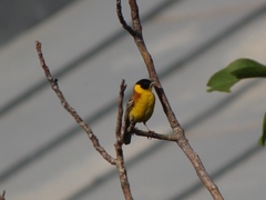 Emberiza melanocephala