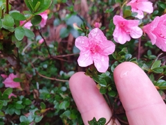 Rhododendron