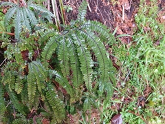 Adiantum hispidulum