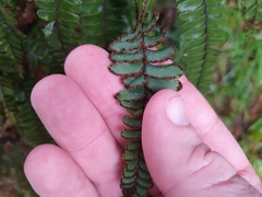 Adiantum hispidulum