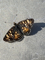 Phyciodes pulchella camillus