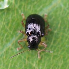 Basilepta fulvipes