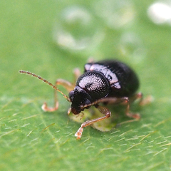 Basilepta fulvipes