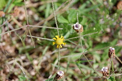 Helenium amarum amarum