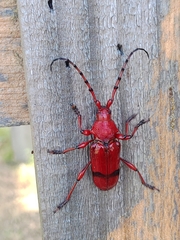 Dicelosternus corallinus