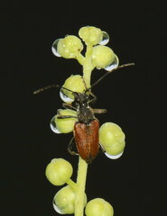 Brachyleptura brevis