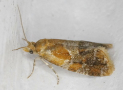 Aethes interruptofasciata