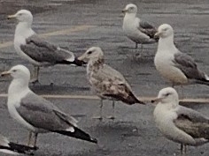 Larus