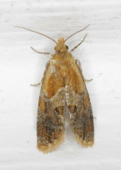 Aethes interruptofasciata