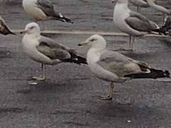 Larus