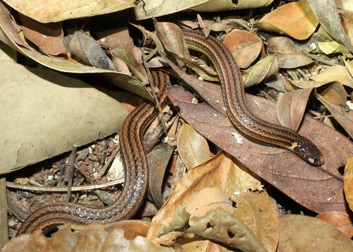 Guyana Burrowing Snake