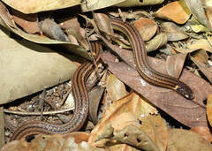 Apostolepis nigrolineata