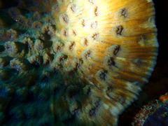 Mycedium elephantotus