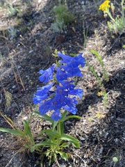 Penstemon cyaneus