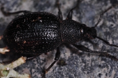 Otiorhynchus nodosus