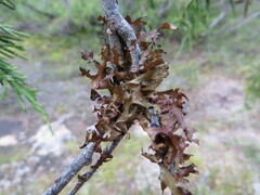 Tuckermanopsis subalpina
