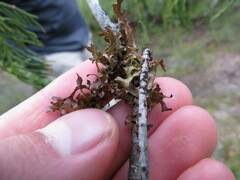 Tuckermanopsis subalpina