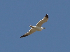 Larus armenicus