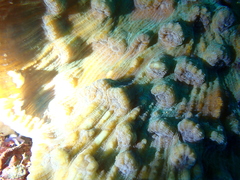 Mycedium elephantotus