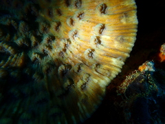 Mycedium elephantotus