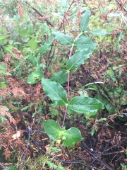 Lonicera dioica